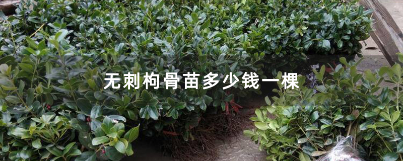 无刺枸骨苗多少钱一棵