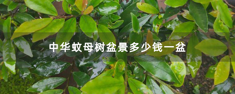 中华蚊母树盆景多少钱一盆