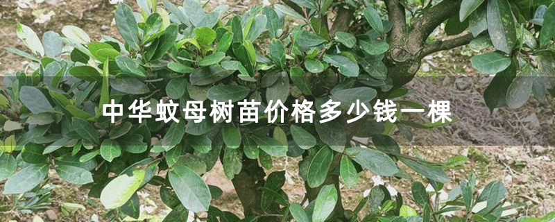 中华蚊母树苗价格多少钱一棵