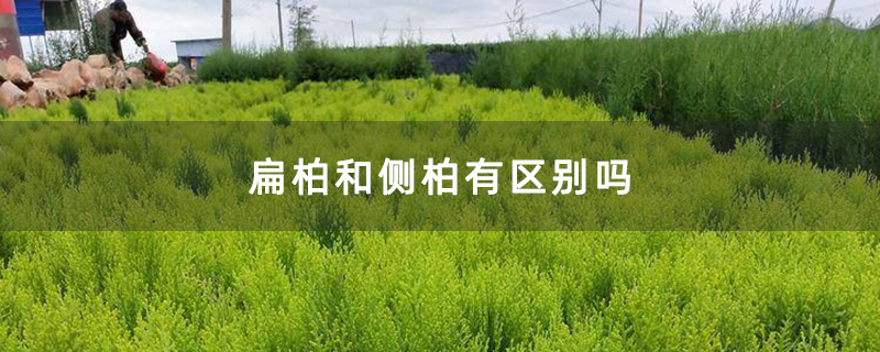 扁柏和侧柏有区别吗