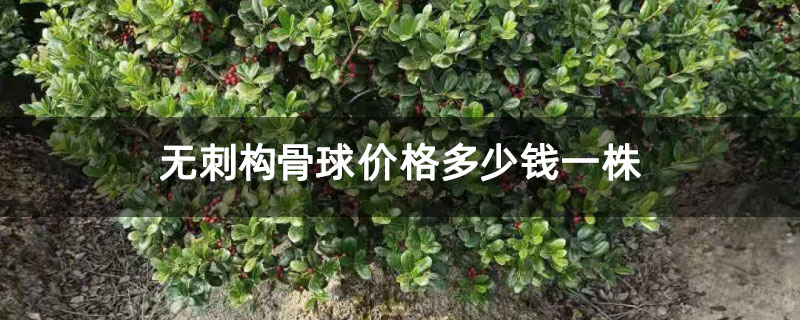 无刺构骨球价格多少钱一株