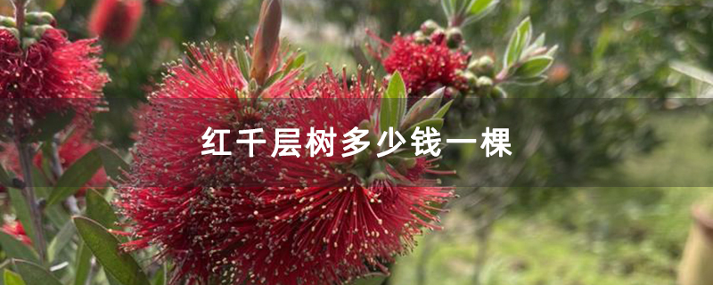 红千层树多少钱一棵