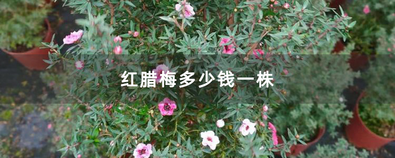 红腊梅多少钱一株