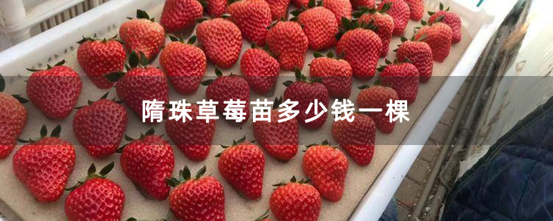 隋珠草莓苗多少钱一棵