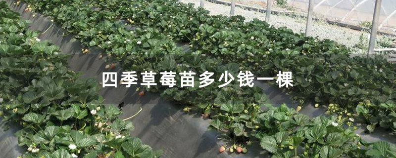 四季草莓苗多少钱一棵