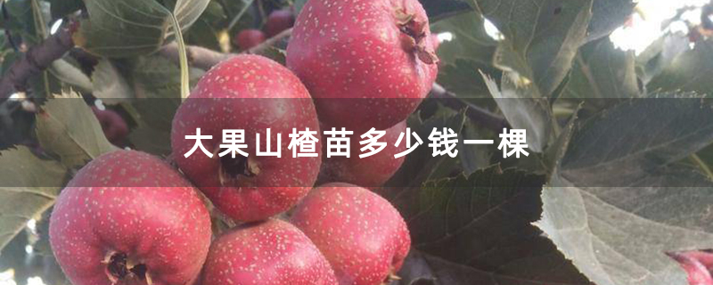 大果山楂苗多少钱一棵