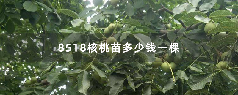 8518核桃苗多少钱一棵