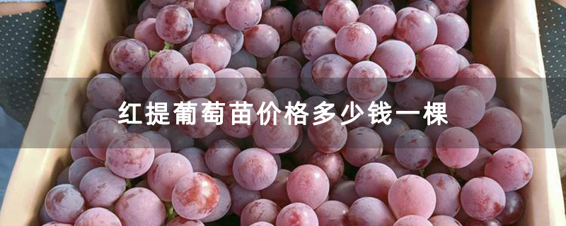 红提葡萄苗价格多少钱一棵