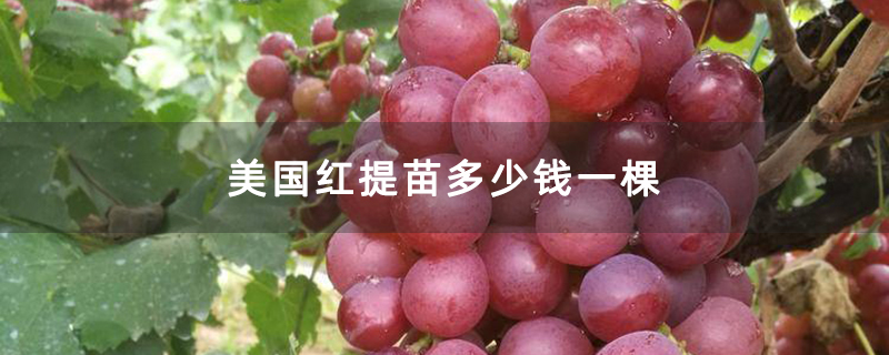 美国红提苗多少钱一棵