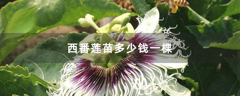 西番莲苗多少钱一棵
