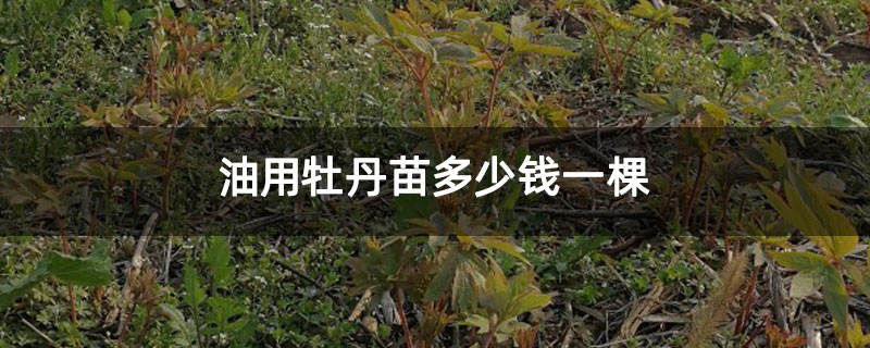 油用牡丹苗多少钱一棵