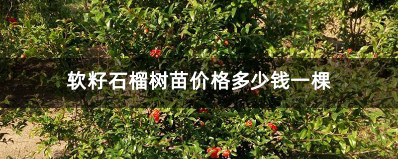 软籽石榴树苗价格多少钱一棵