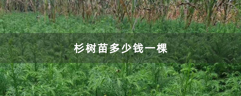杉树苗多少钱一棵