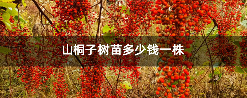 山桐子树苗多少钱一株