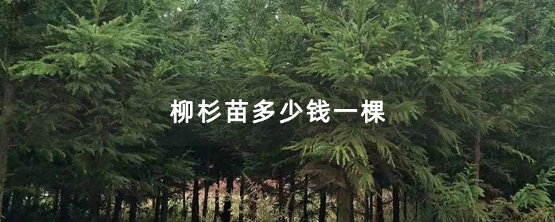 柳杉苗多少钱一棵