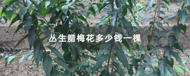 丛生腊梅花多少钱一棵