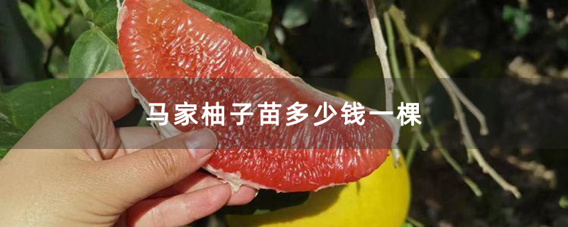 马家柚子苗多少钱一棵
