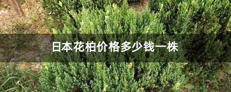 日本花柏价格多少钱一株