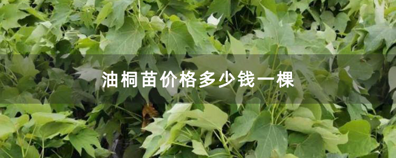 油桐苗价格多少钱一棵