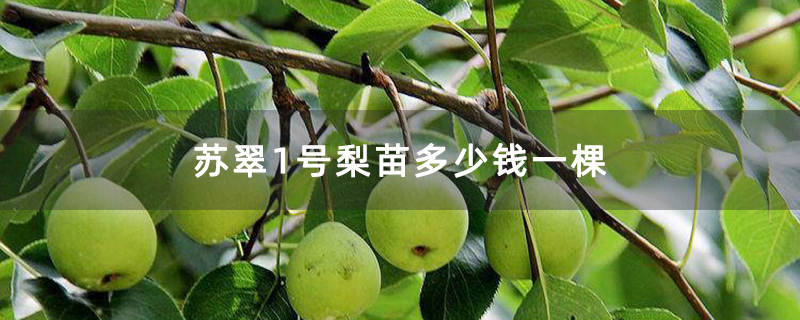 苏翠1号梨苗多少钱一棵