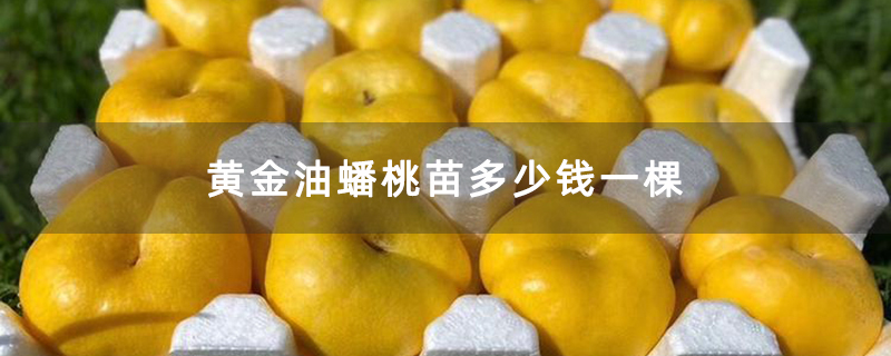 黄金油蟠桃苗多少钱一棵