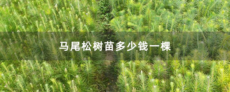 马尾松树苗多少钱一棵