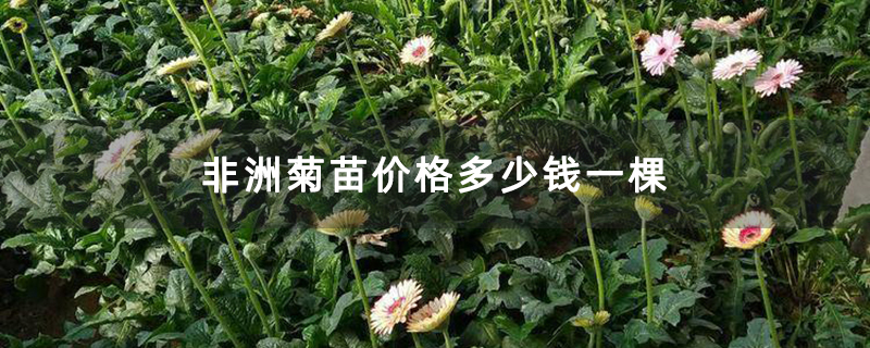 非洲菊苗价格多少钱一棵