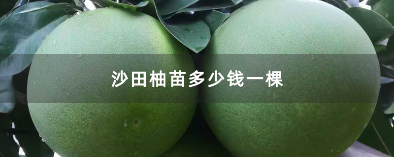 沙田柚苗多少钱一棵
