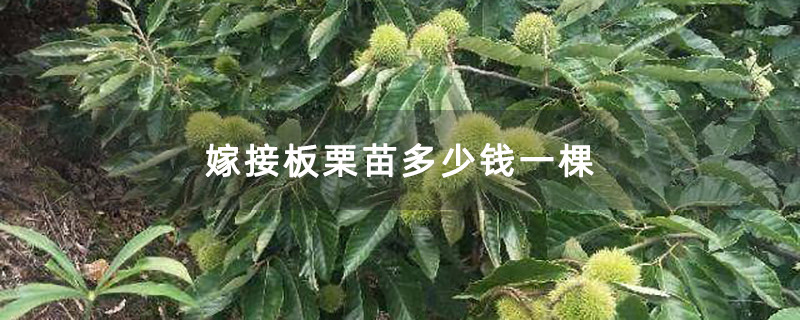 嫁接板栗苗多少钱一棵