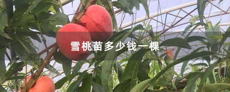 雪桃苗多少钱一棵