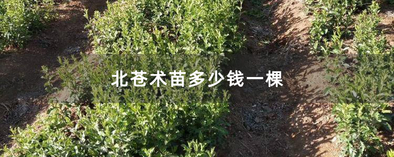 北苍术苗多少钱一棵