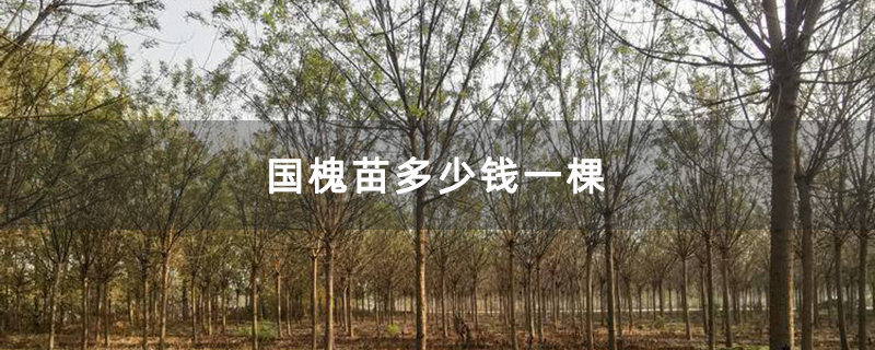 国槐苗多少钱一棵