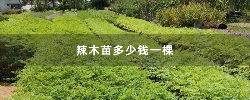 辣木苗多少钱一棵