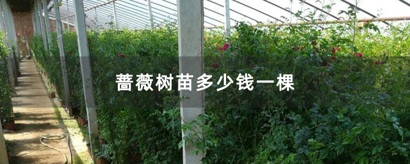 蔷薇树苗多少钱一棵