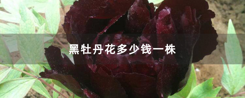 黑牡丹花多少钱一株