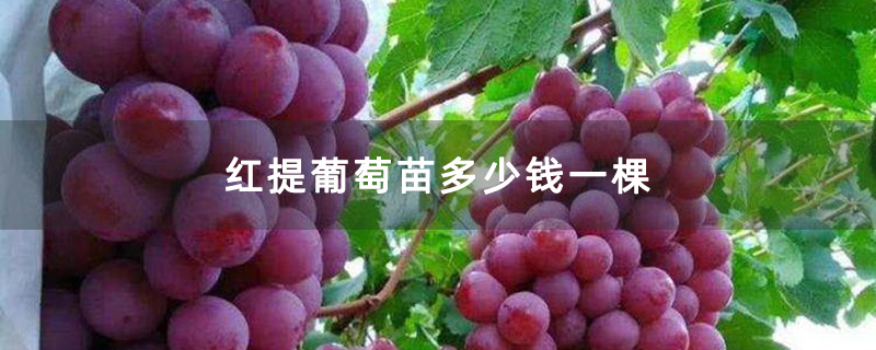 红提葡萄苗多少钱一棵