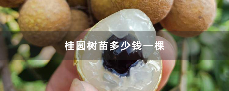 桂圆树苗多少钱一棵