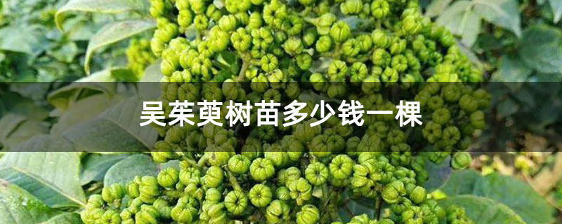 吴茱萸树苗多少钱一棵