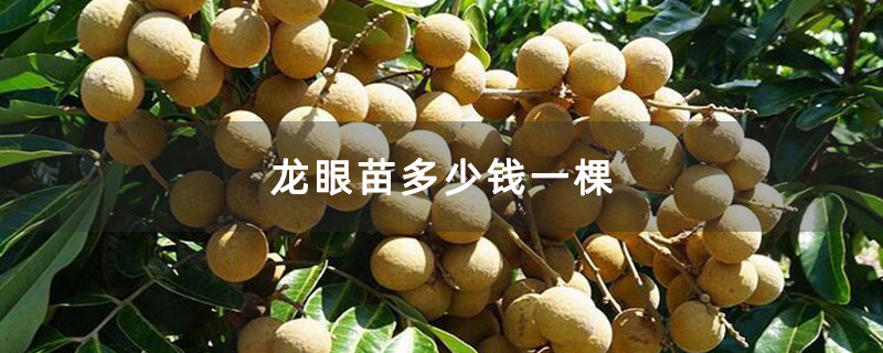 龙眼苗多少钱一棵