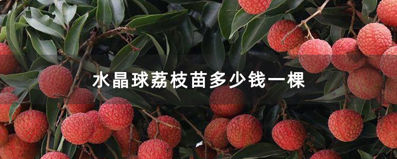 水晶球荔枝苗多少钱一棵