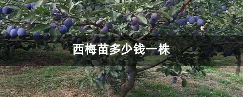 西梅苗多少钱一株