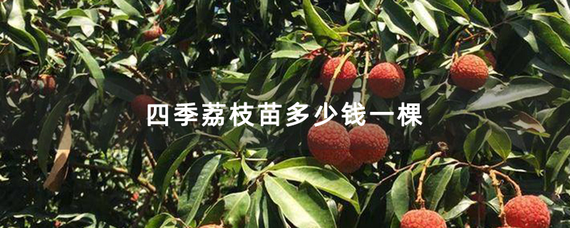 四季荔枝苗多少钱一棵