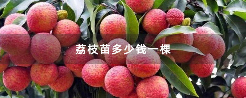 荔枝苗多少钱一棵