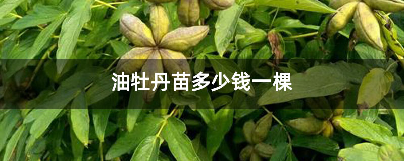 油牡丹苗多少钱一棵