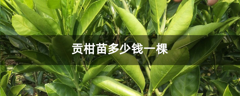 贡柑苗多少钱一棵