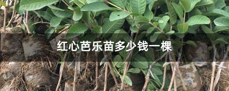 红心芭乐苗多少钱一棵