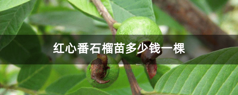 红心番石榴苗多少钱一棵 红心番石榴苗多少钱一棵