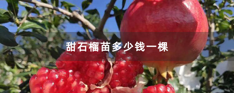 甜石榴苗多少钱一棵