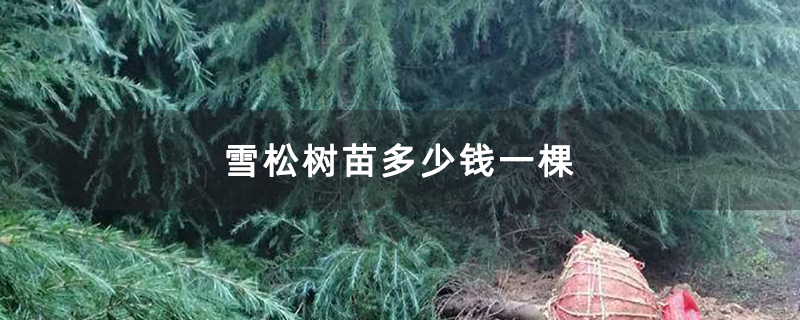 雪松树苗多少钱一棵