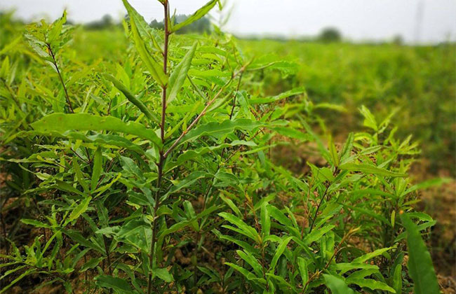 红橡树价格多少钱一棵?红橡树的种植技术